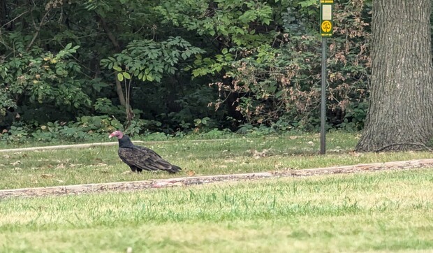 TV Dinner Turkey Vulture