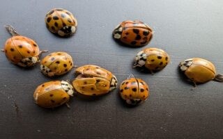 Asian Ladybugs