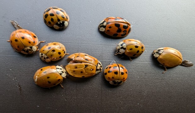 Asian Ladybugs