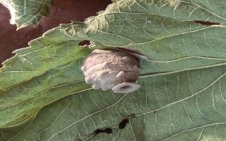 Potter Wasp Nest