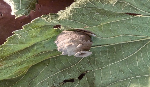 Potter Wasp Nest