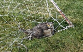 Owl Rescue