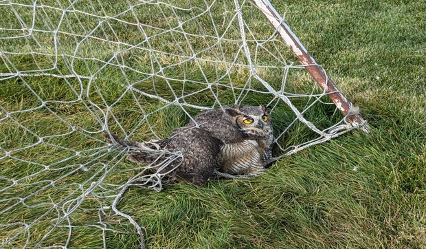 Owl Rescue