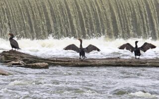 Cormorants