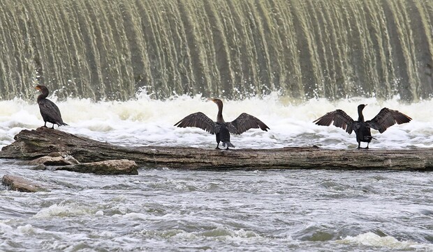 Cormorants