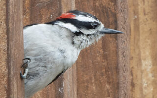 Woodpecker Rapping