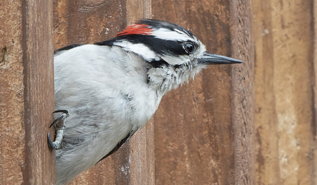 Woodpecker Rapping