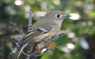 Kinglet