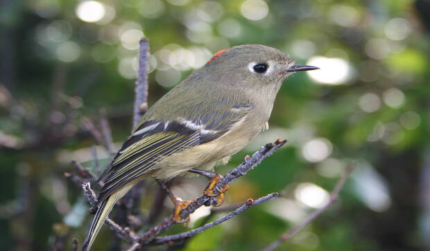 Kinglet