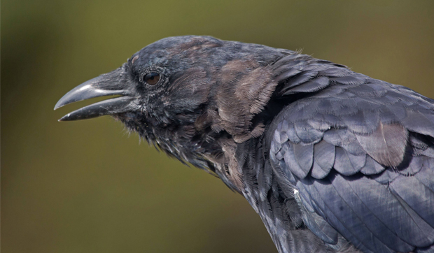 Ravens and Crows - Who's Who?