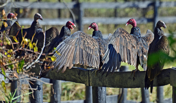 Turkey Vulture  YMCA of Greater Brandywine