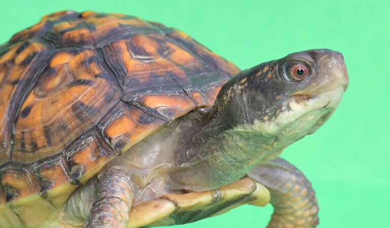 Myrtle The Eastern Box Turtle 